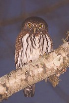 Northern Pygmy-Owl - Photo copyright Steve Metz