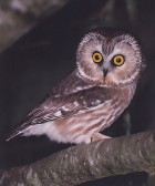 Northern Saw-whet Owl - Photo copyright Steve Metz