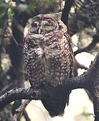 California (Northern) Spotted Owl - Photo copyright Steve Metz