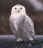 Snowy Owl - Photo copyright Steve Metz