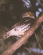 Tamaulipas Pygmy-Owl - Photo copyright Steve Metz
