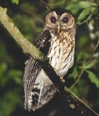 Mottled Owl - Photo copyright Steve Metz