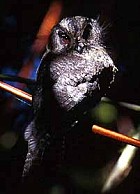 Mountain Owlet-Nightjar - Photo copyright Don Roberson