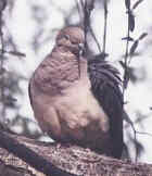 Mourning Dove - Anquilla National Bird - Photo by Erik Toorman