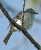 Mouse-colored Tyrannulet - Photo copyright Alec Earnshaw