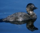 Musk Duck - Photo copyright Trevor Quested