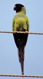 Nanday Parakeet - Photo copyright Torborg Berge