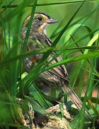 Nelson's Sharp-tailed Sparrow - Photo copyright Steve Nanz