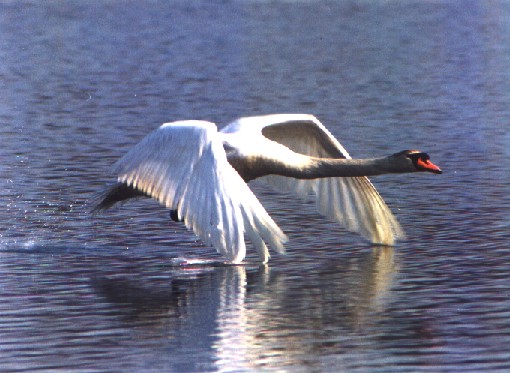 Mute Swan - Photo copyright William J. Stone