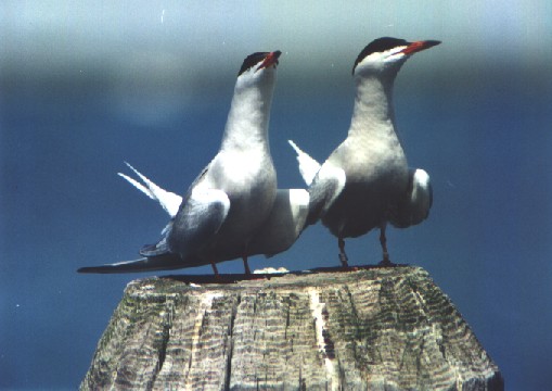 Common Terns - Photo copyright William J. Stone