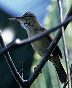 Nightingale Reed-Warbler - Photo copyright Hideo Tani