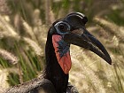 Northern Ground-Hornbill - Photo copyright Ron Reznick