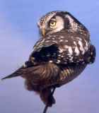Northern Hawk-Owl - Photo copyright Alain Hogue