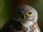 Northern Pygmy-Owl - Photo copyright Manuel Grosselet