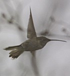 Oasis Hummingbird - Photo copyright Nick Lowton