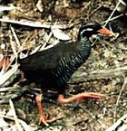 Okinawa Rail - Photo copyright Okinawa Times