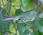 Olive-green Tyrannulet - Photo copyright Arthus Grosset