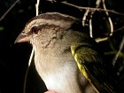 Olive Sparrow - Photo copyright Manuel Grosselet