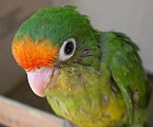 Orange-fronted Parakeet - Photo copyright Manuel Grosselet