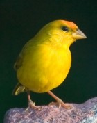 Orange-fronted Yellow-finch - Photo copyright Arthur Grosset
