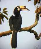 Oriental Pied-Hornbill - Photo copyright Laurence Poh