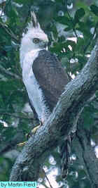 Ornate Hawk-eagle - Photo copyright Martin Reid