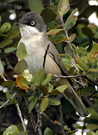 Orphean Warbler - Photo copyright Simon Woolley
