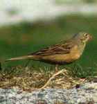 Ortolan Bunting - Photo copyright Frode Falkenberg