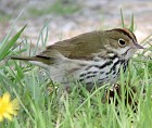 Ovenbird - Photo copyright Harold Stiver