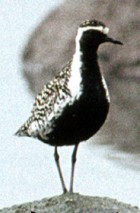 Pacific Golden-Plover - Photo copyright Erik Breden