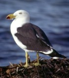Pacific Gull - Photo copyright David Munro