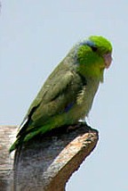 Pacific Parrotlet - Photo copyright Tropical Birding