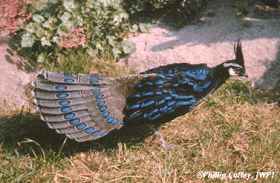 Palawan Peacock-Pheasant - ENDANGERED - Photo copyright Phillip Coffey