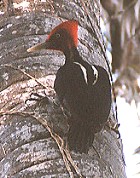 Pale-billed Woodpecker - Photo copyright Steve Metz