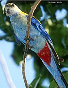 Pale-headed Rosella - Photo copyright Trevor Quested