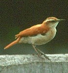 Pale-legged Hornero - Photo copyright Arthur Grosset