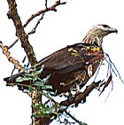 Pallas's Fish-Eagle - Photo copyright Sumit Sen