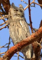 Pallid (Striated) Scops-Owl - Photo copyright Kibbutz Lotan Birdwatching Centre