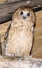 Pel's Fishing-Owl - Photo copyright Bruce Marcot