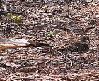 Pennant-winged Nightjar - Photo copyright Tropical Birding
