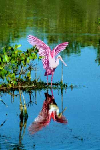 Roseate Spoonbill - Photo copyright Peter Wallack