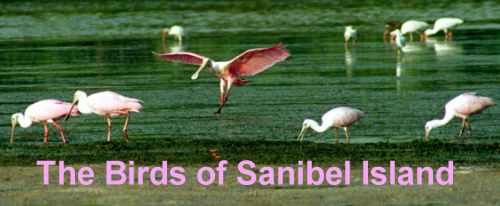 The Birds of Sanibel Island