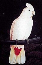 Philippine Cockatoo - Image copyright Blake Twigden
