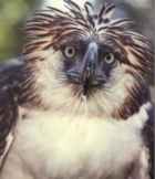 Phillipine (Monkey-Eating) Eagle - ENDANGERED - Photo copyright Robert Goedegebuur