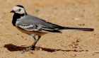 Pied Wagtail - Photo copyright Erik Kleyheeg