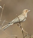Pink-breasted Lark - Photo copyright Hideo Tani