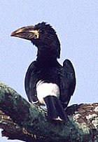 Piping Hornbill - Photo copyright Tropical Birding