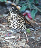Plain-backed Thrush - Photo copyright Christian Artuso