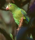Plain Parakeet - Photo copyright Arthur Grosset