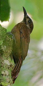 Plain-brown Woodcreeper - Photo copyright Glen Tepke